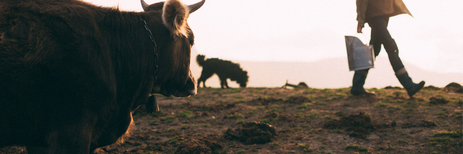 A farmer and some cattle