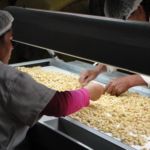 organic groundnut bolivia