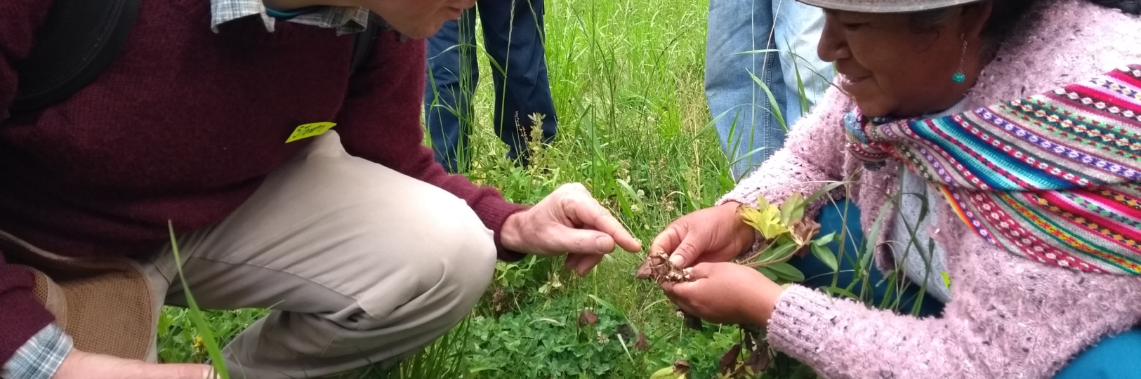 Forage and Fallows 2020