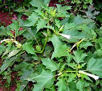 Datura Plant