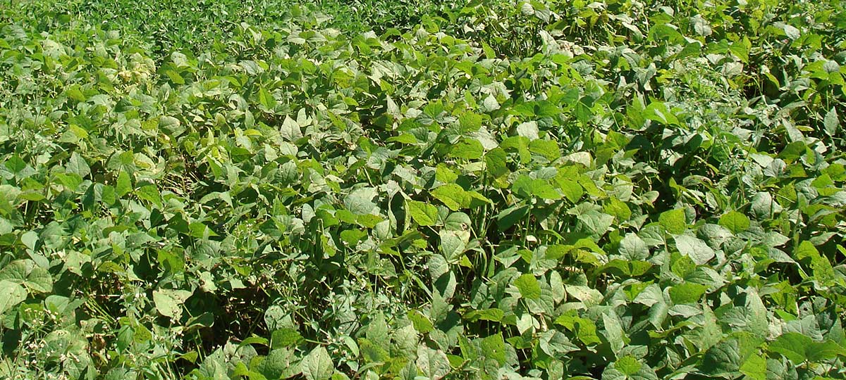 Legumes