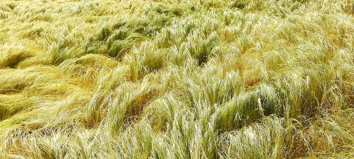 Tef field near harvest