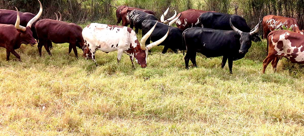 cattle in Uganda