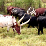 cattle in Uganda