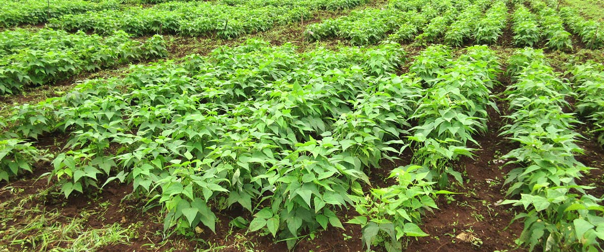 Field of legumes