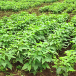 Field of legumes