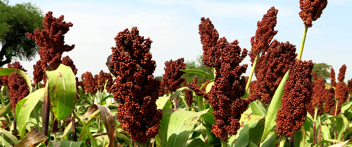 Sorghum field