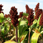 Sorghum field