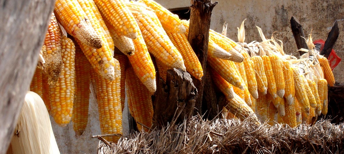 Maize