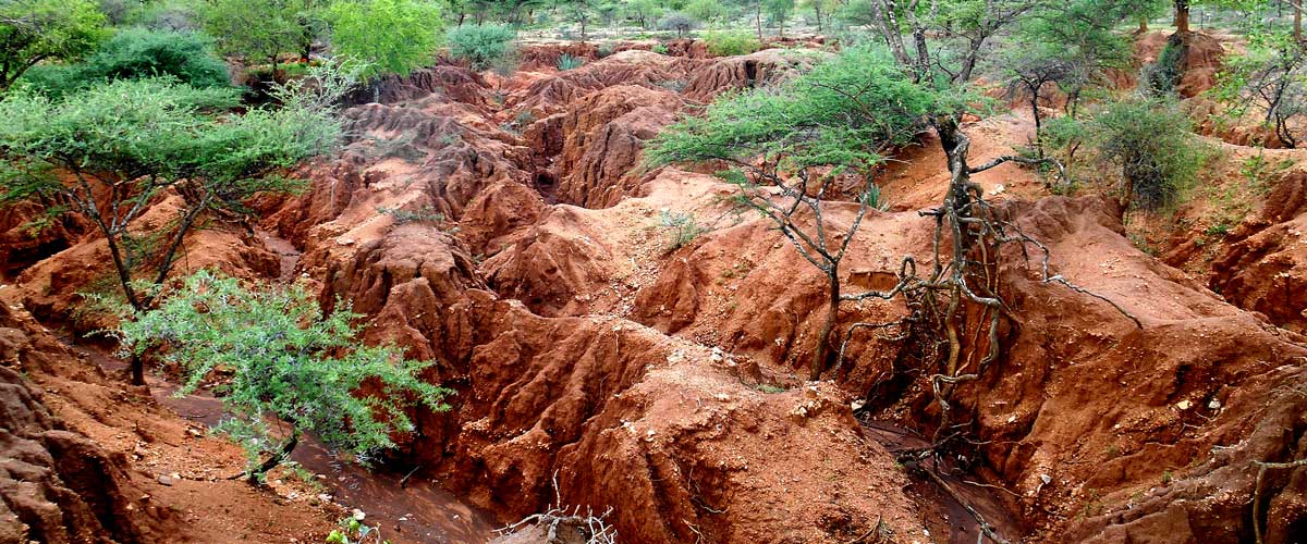 Drylands landscape