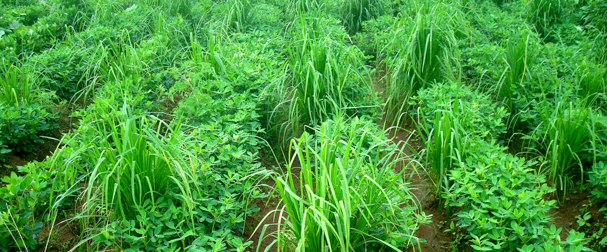 Field of Legumes