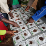 Farmers in a participatory soil-analysis workshop