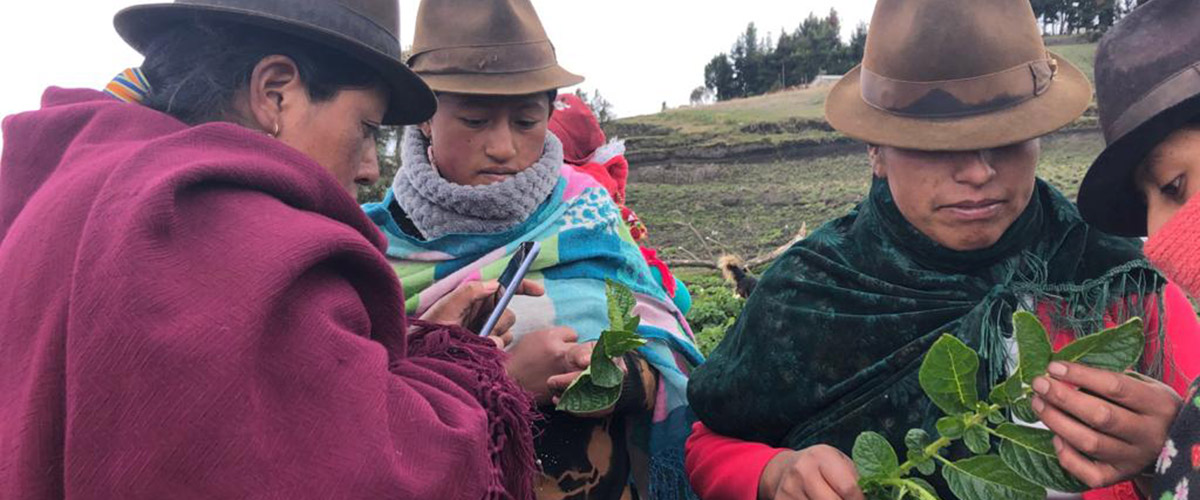 FRN members monitoring potato pests in Cotopaxi, Ecuador