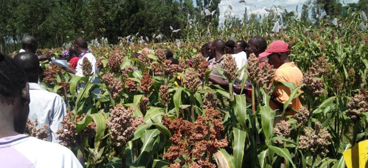 Farmers engage in participatory variety selection in F3/F4 segregating sorghum population.