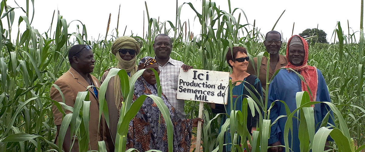 Pearl millet seed production by the Mooriben farmer union in Falwel-Niger