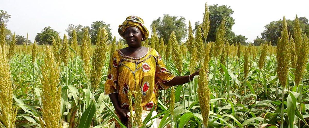 Sorghum hybrid parent seed producer in Mali