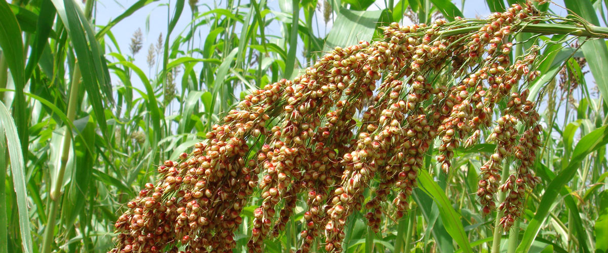 Sorghum Burkina Faso