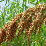 Sorghum Burkina Faso